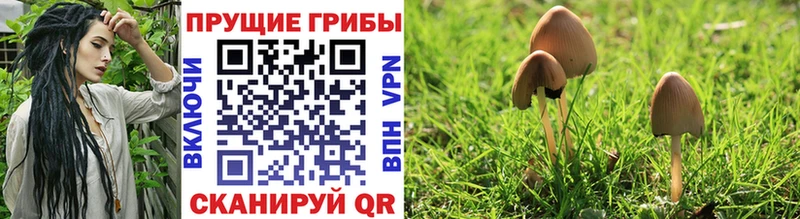 Псилоцибиновые грибы Cubensis  Черноголовка 